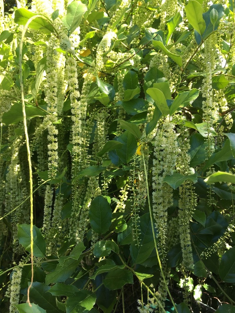 Itea ilicifolia photo 2