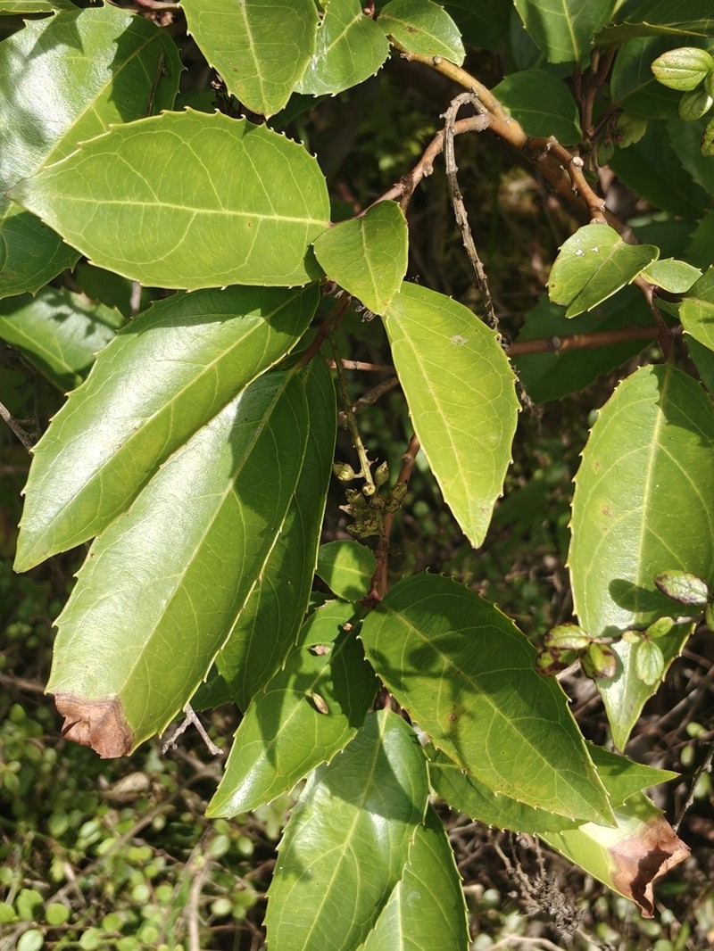 Itea ilicifolia photo 3