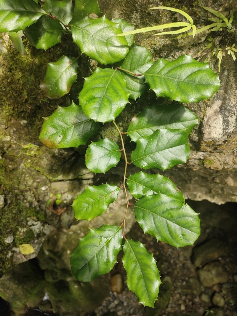 Itea ilicifolia photo 4