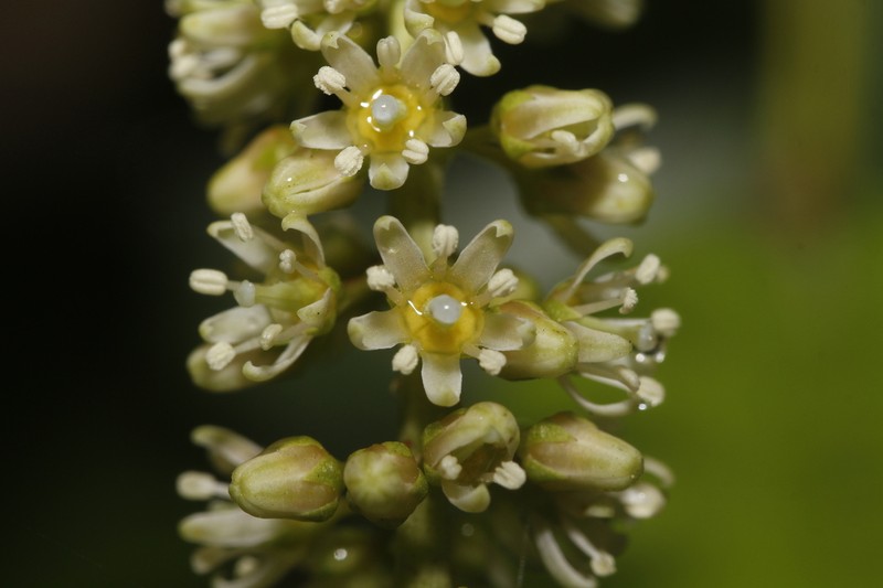 Itea ilicifolia photo 5