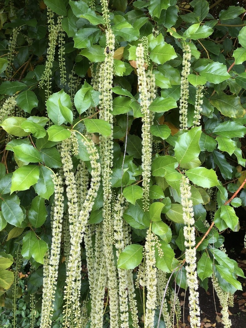 Itea ilicifolia photo 6