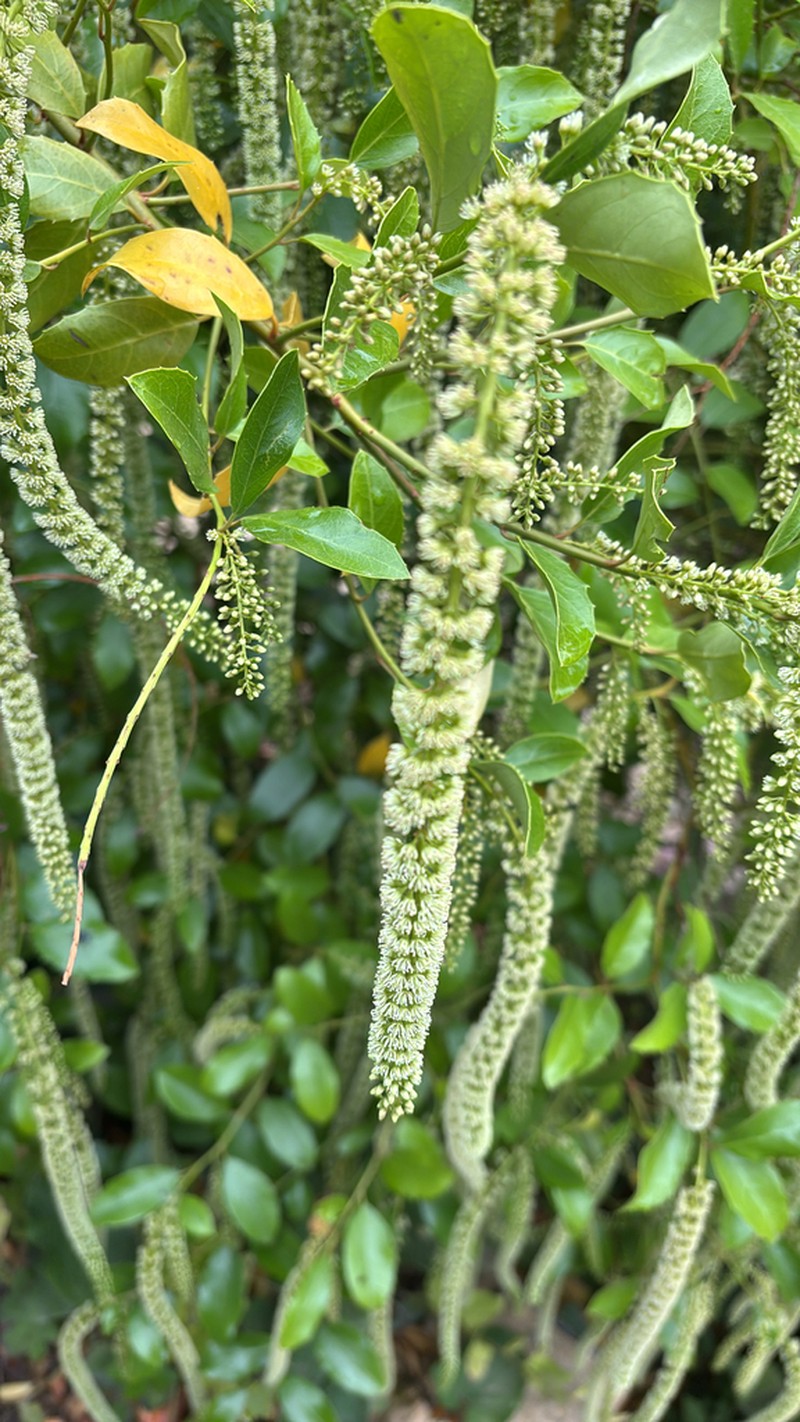 Itea ilicifolia photo 7