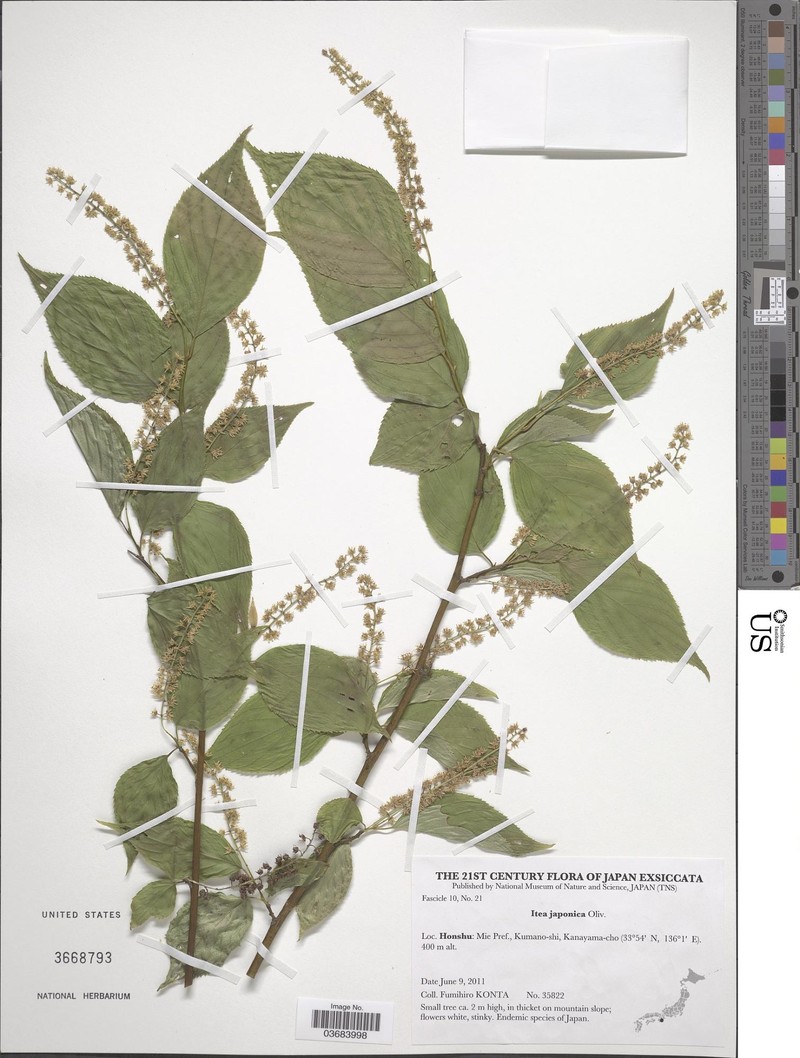 Itea japonica photo 2