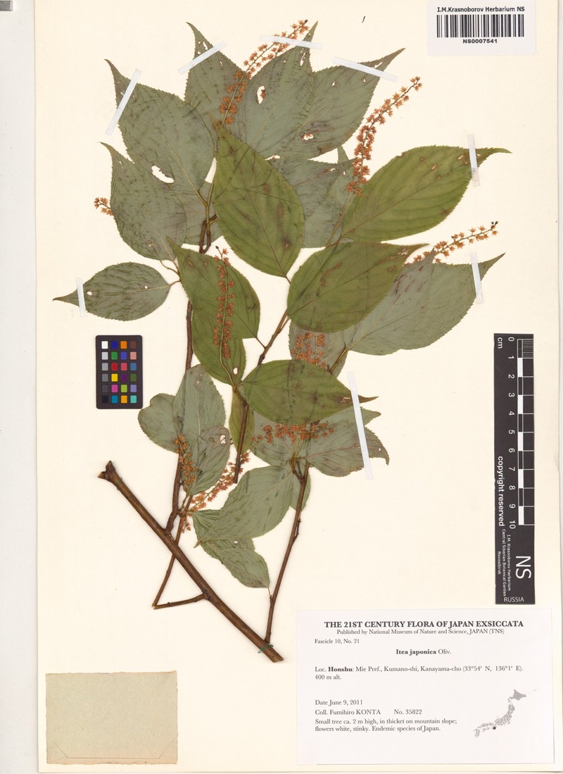 Itea japonica photo 3