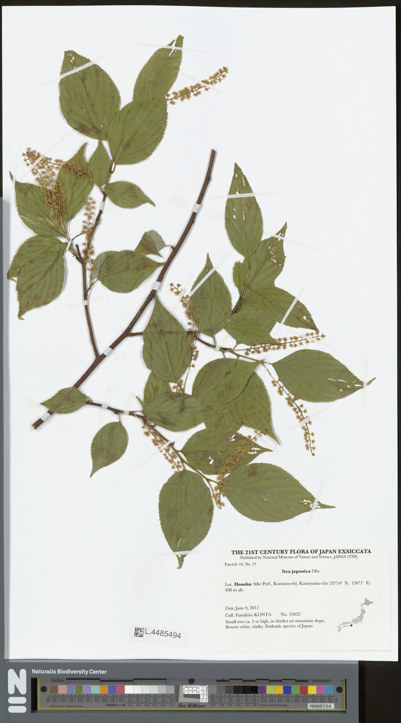 Itea japonica photo 4
