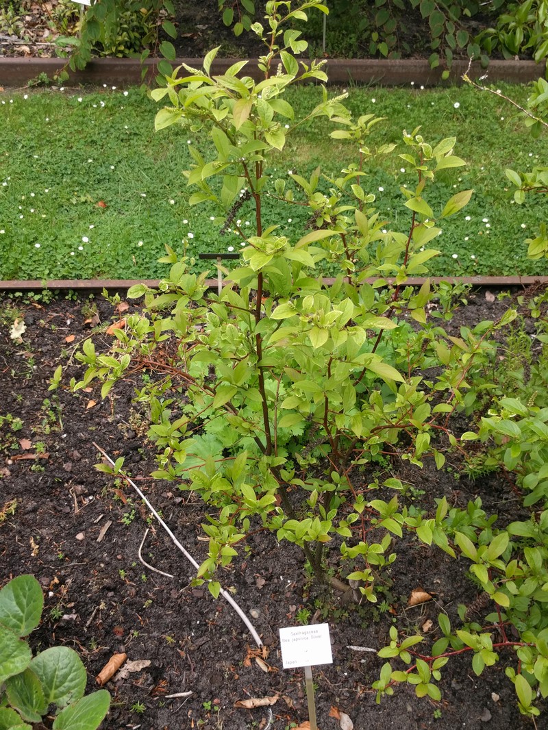 Itea japonica