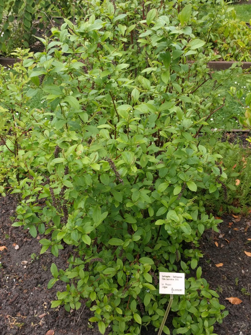 Itea japonica photo 5