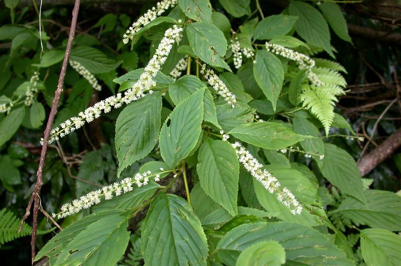 Itea japonica photo 6
