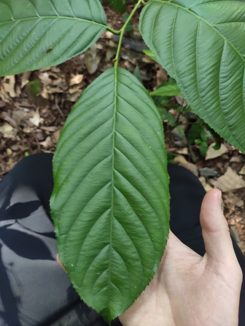 Itea macrophylla