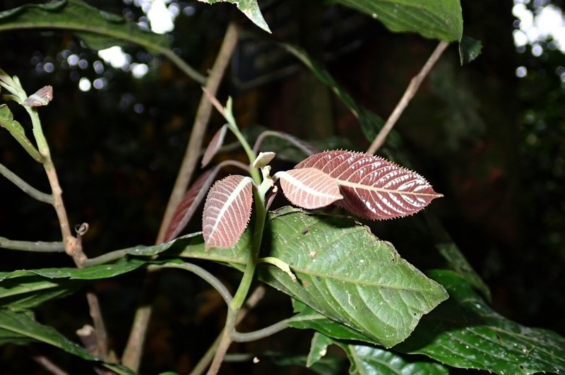 Itea macrophylla photo 2