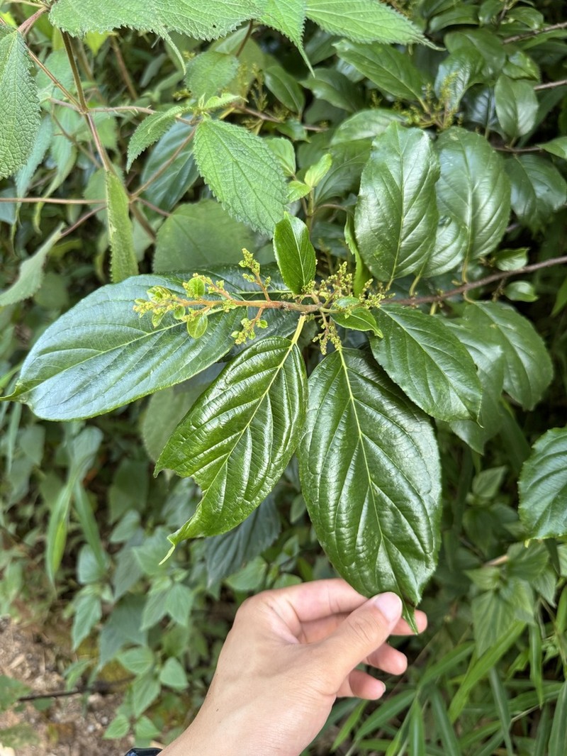 Itea macrophylla photo 3