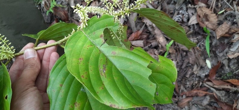 Itea macrophylla photo 4
