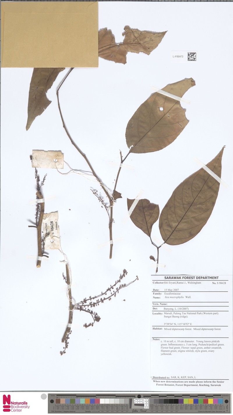 Itea macrophylla photo 5