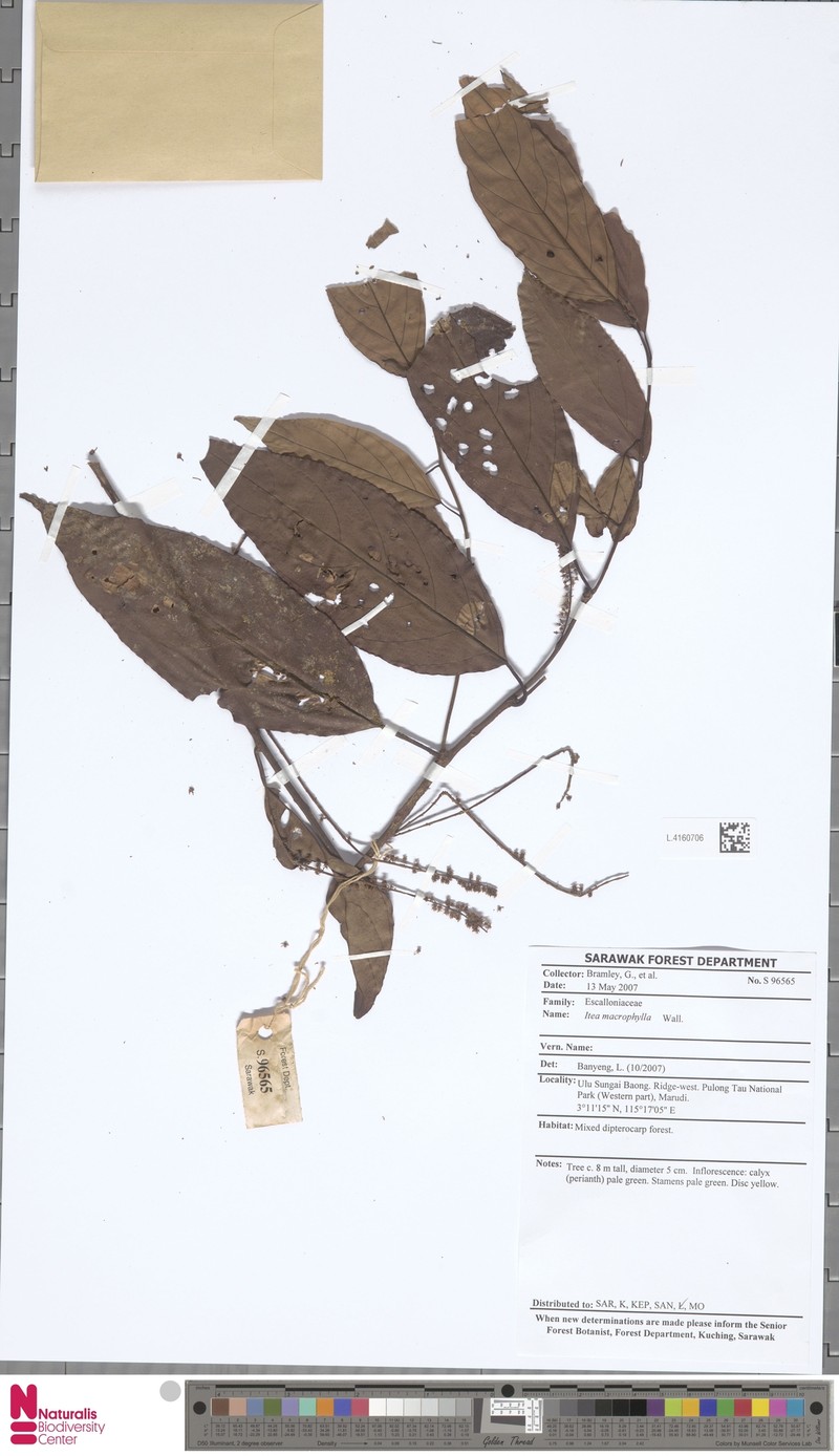 Itea macrophylla photo 6