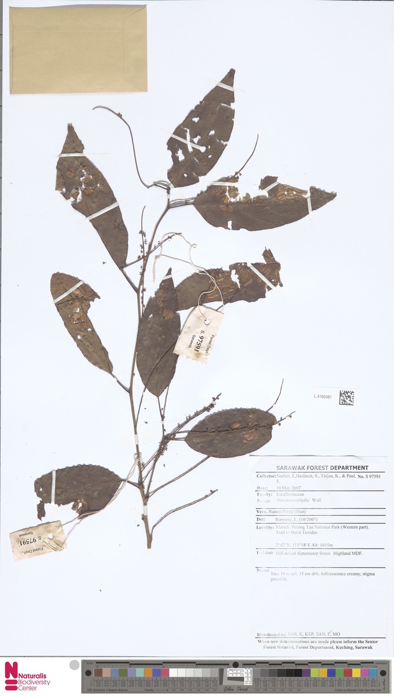 Itea macrophylla photo 7