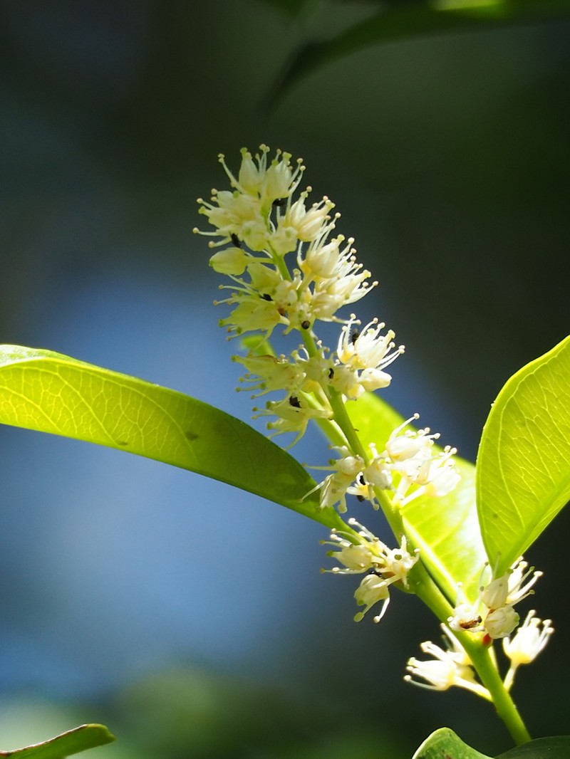 Itea oldhamii