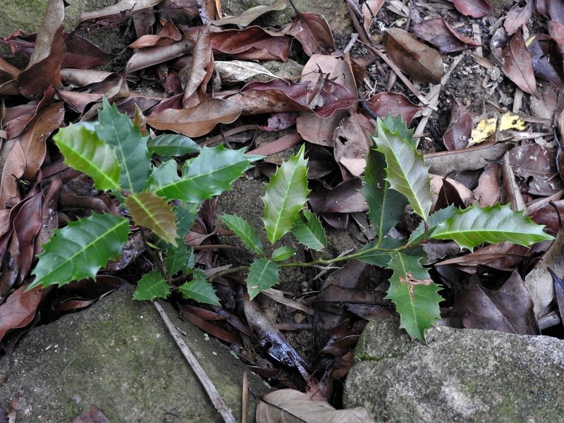 Itea oldhamii photo 3