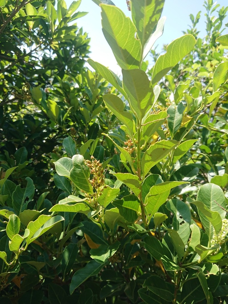Itea oldhamii photo 5