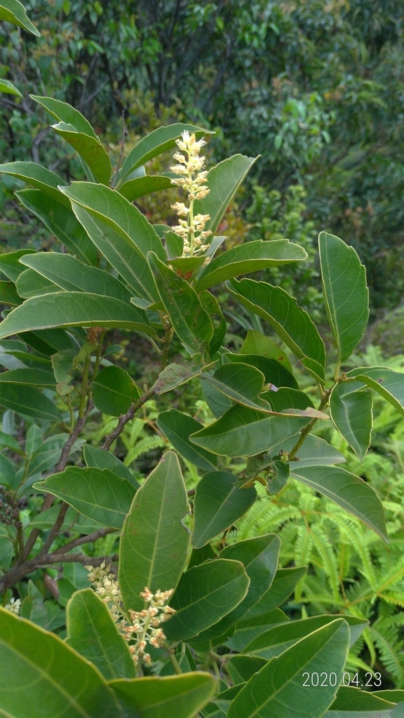 Itea oldhamii photo 6