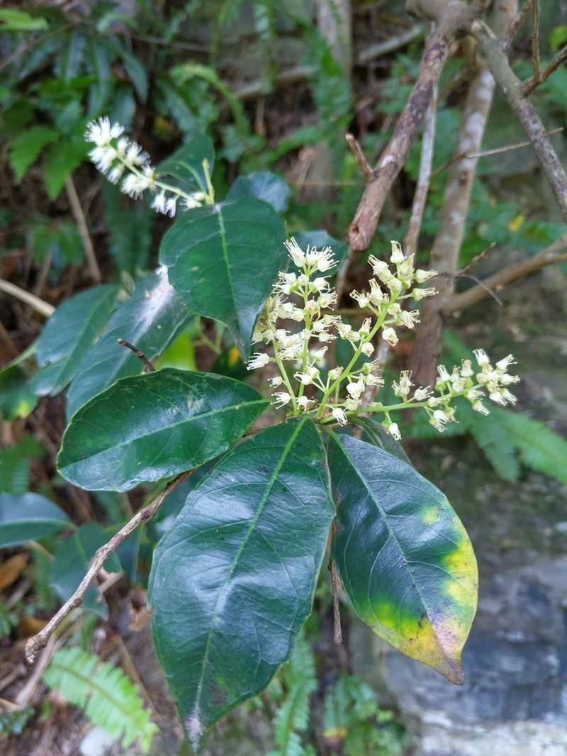 Itea oldhamii photo 8