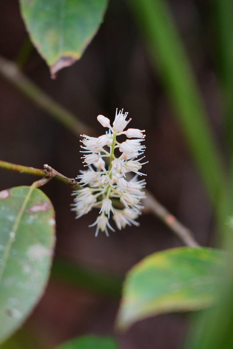 Itea omeiensis