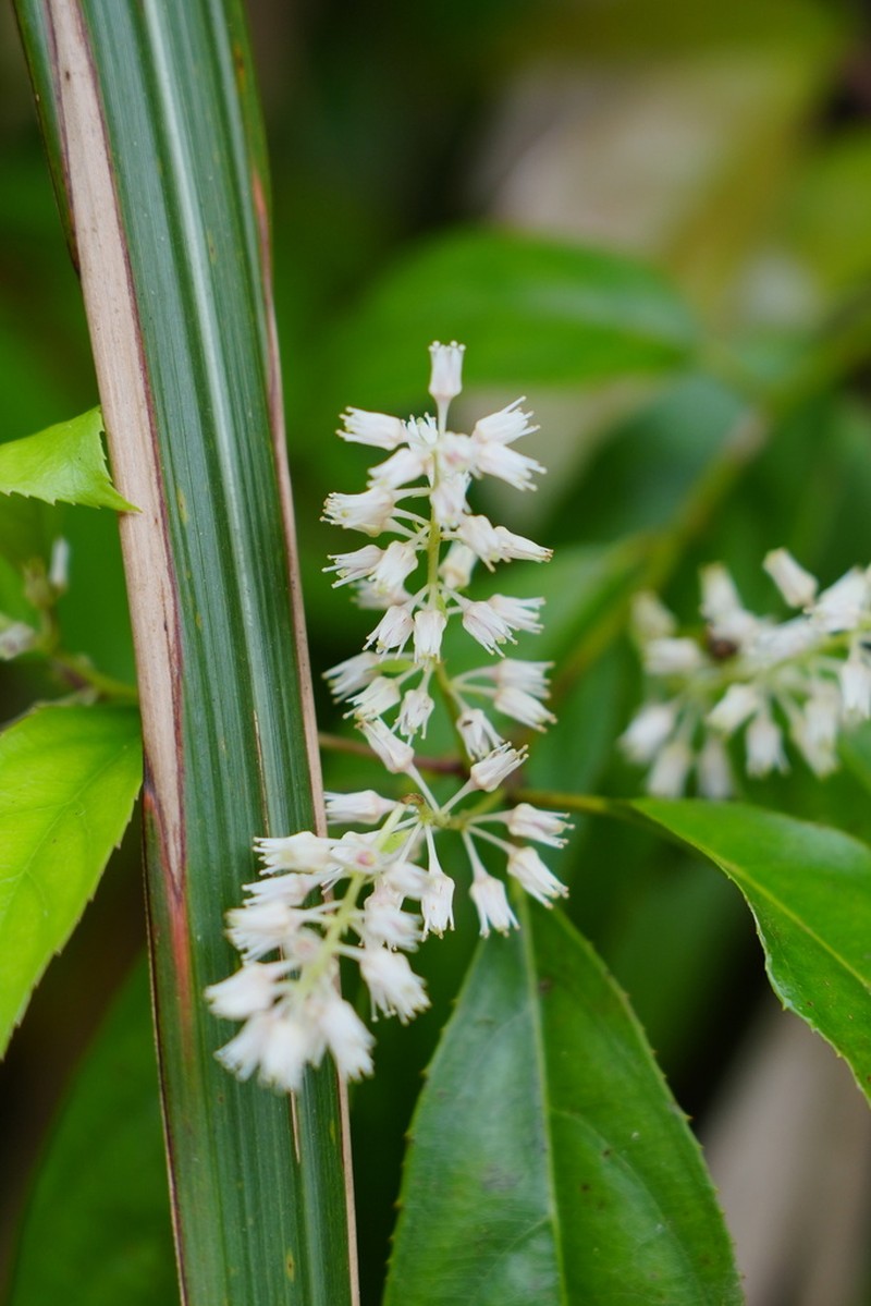 Itea omeiensis photo 2