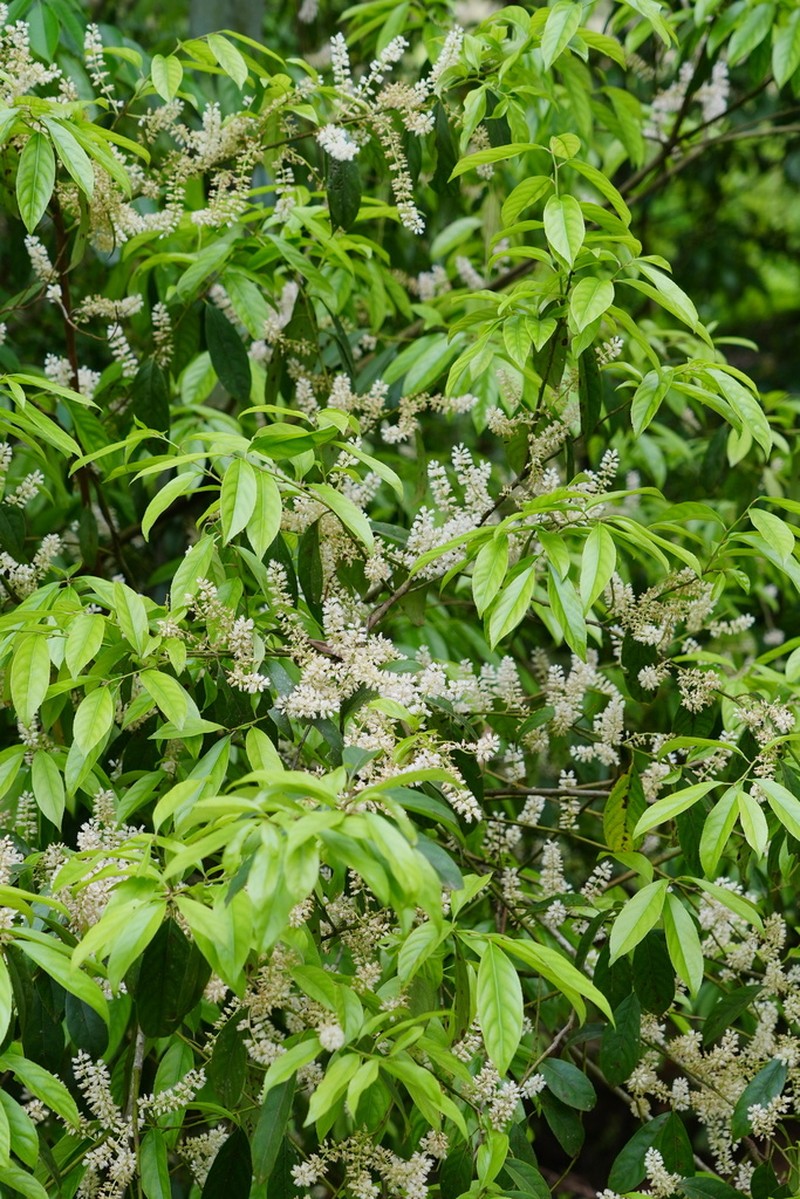 Itea omeiensis photo 3
