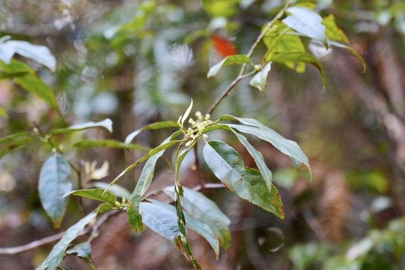 Itea omeiensis photo 4