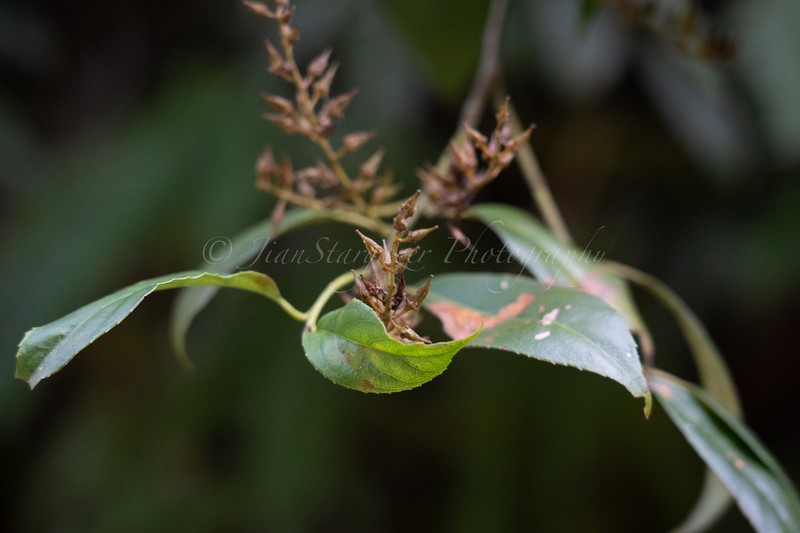 Itea omeiensis photo 5
