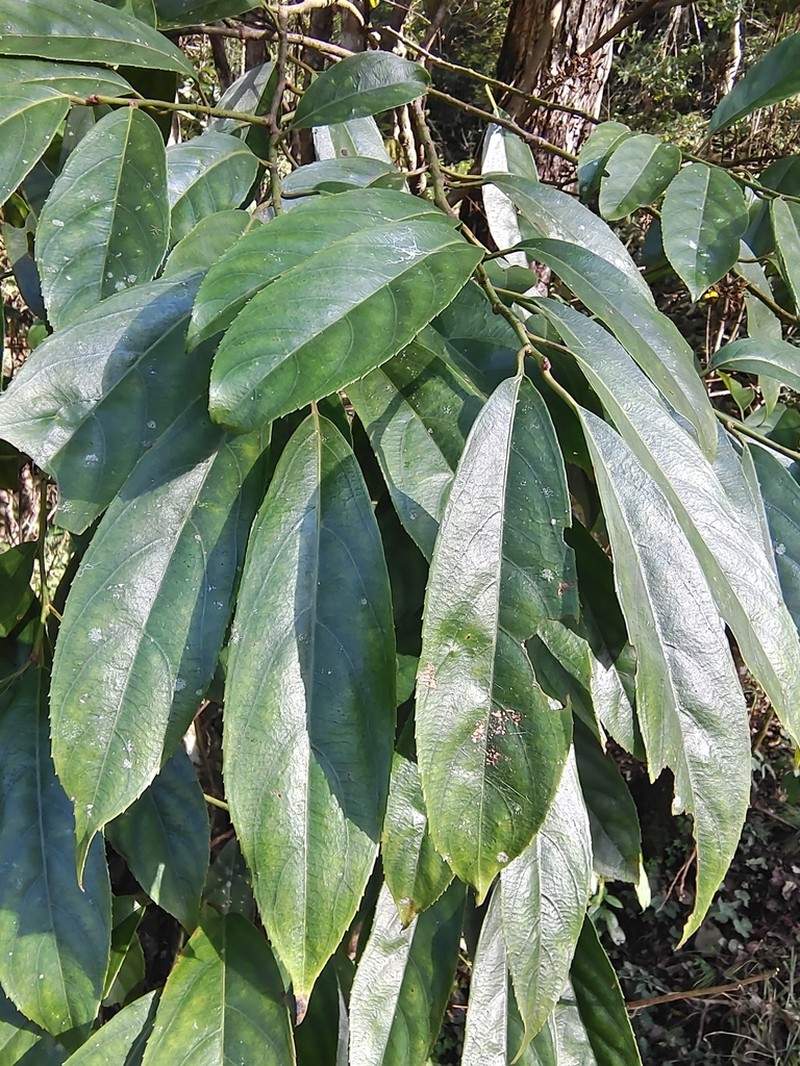 Itea omeiensis photo 6