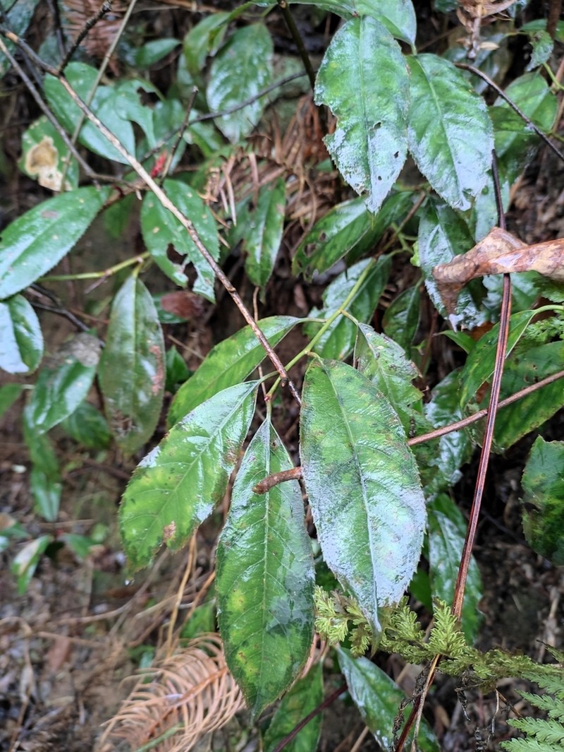 Itea omeiensis photo 7