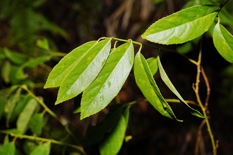 Itea omeiensis photo 8