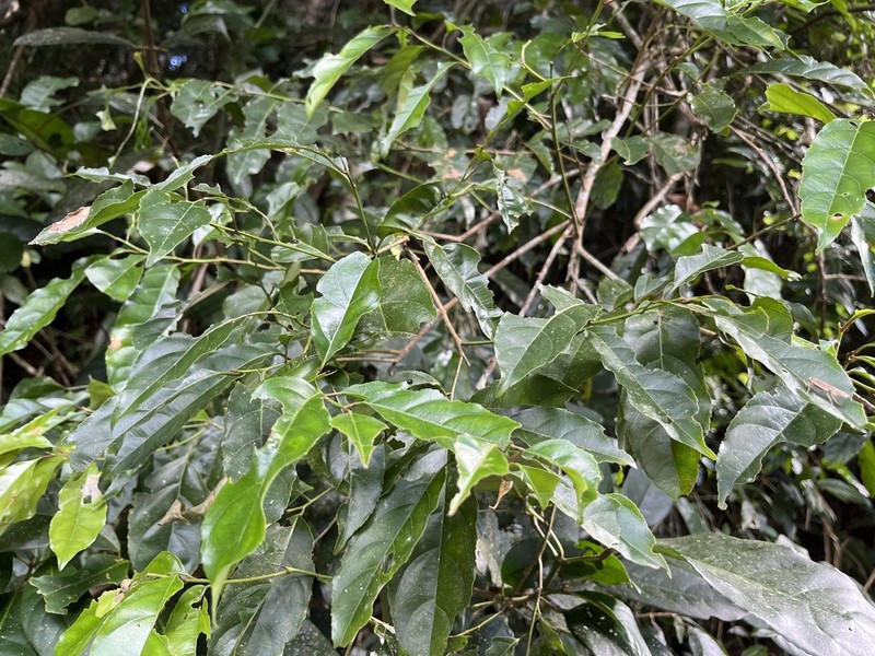 Itea parviflora