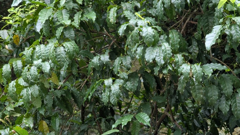 Itea parviflora photo 2