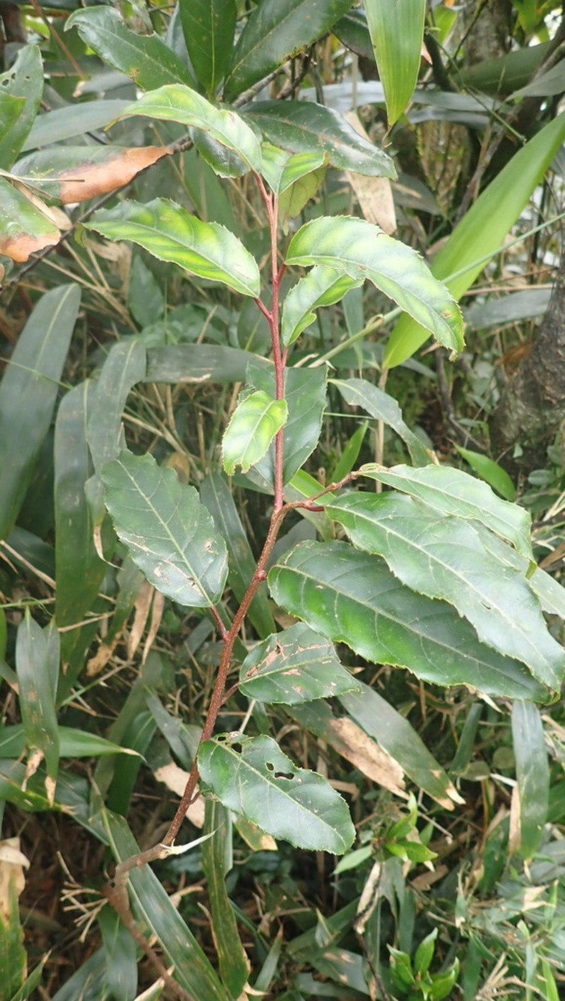 Itea parviflora photo 3