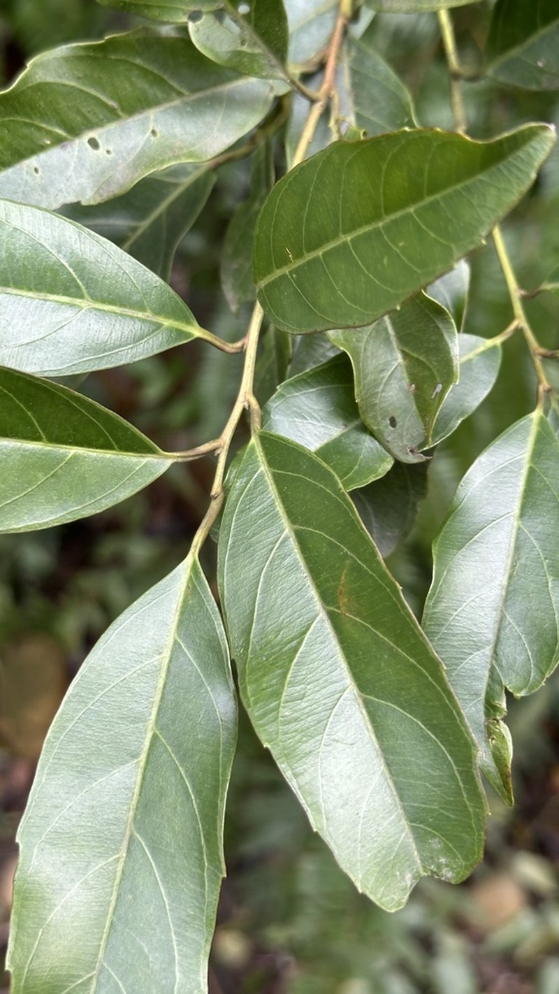 Itea parviflora photo 4