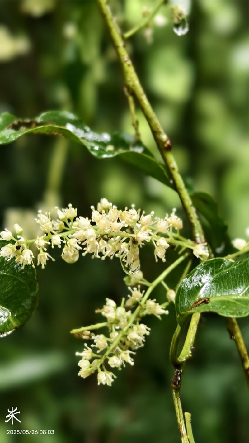 Itea parviflora photo 5