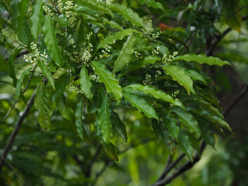Itea parviflora photo 6
