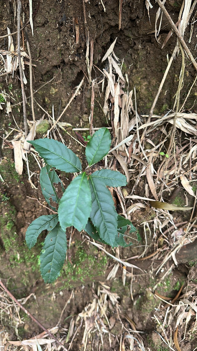 Itea parviflora photo 7