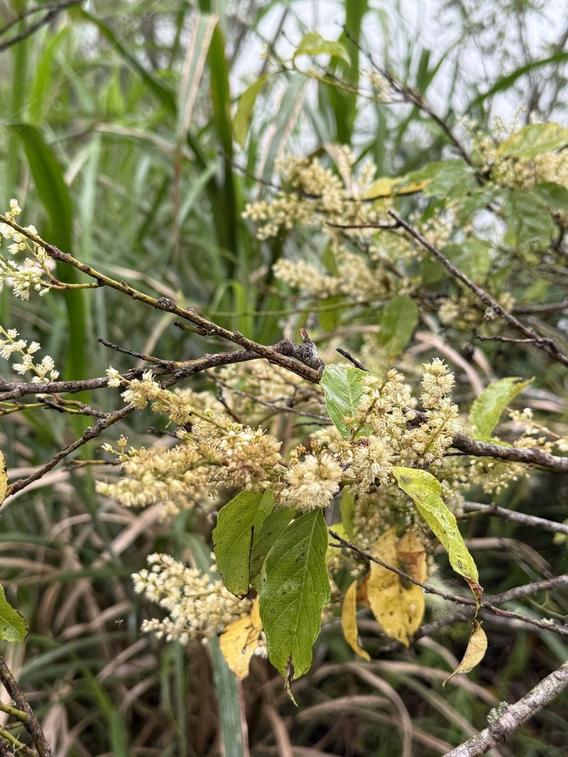 Itea parviflora photo 8