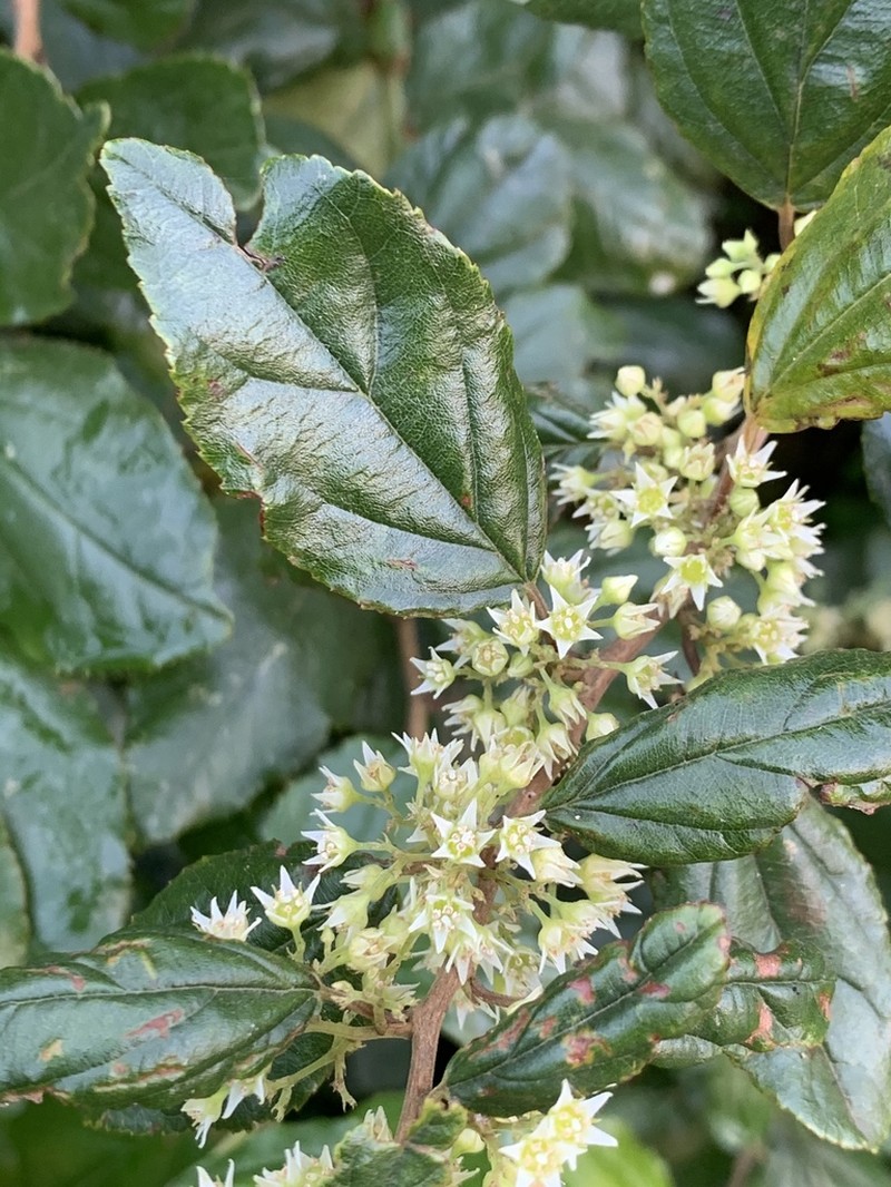 Itea rhamnoides