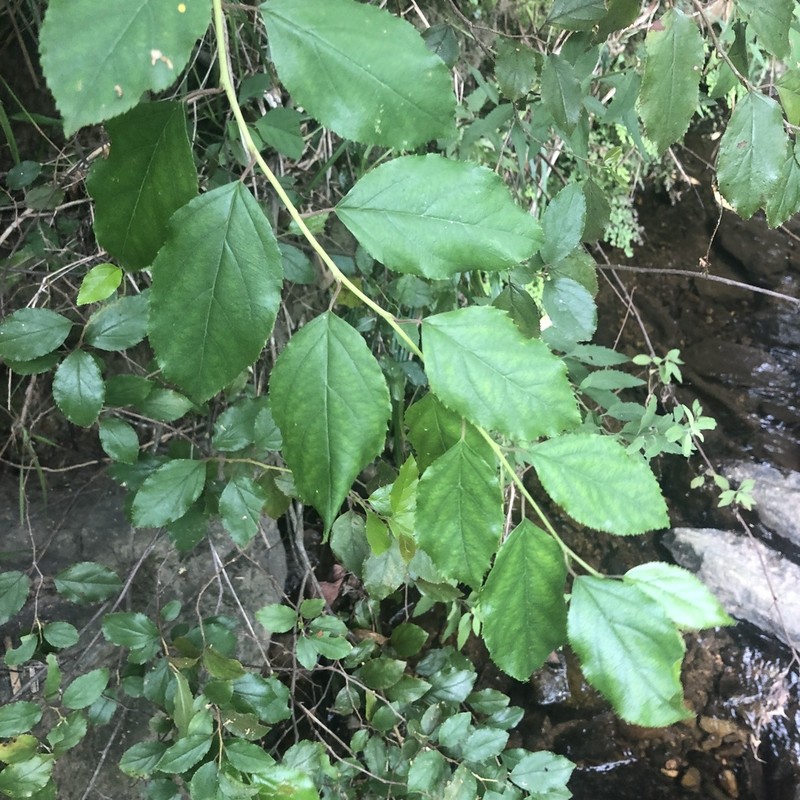 Itea rhamnoides photo 2