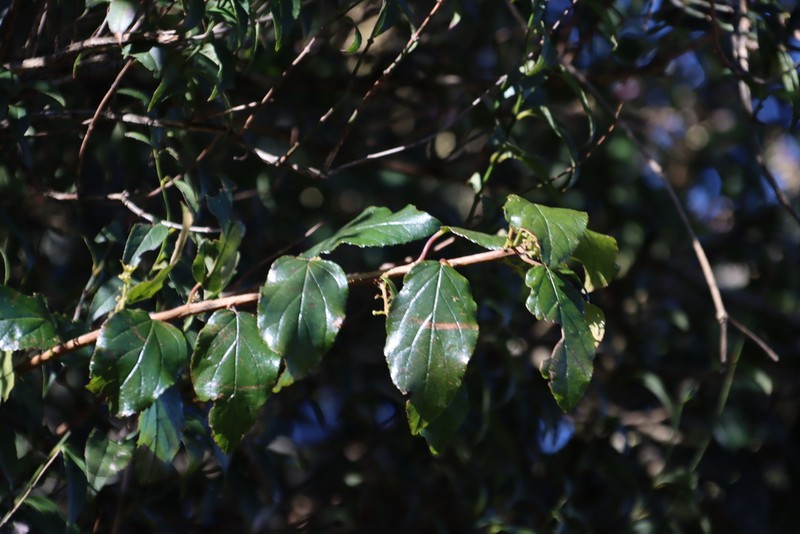 Itea rhamnoides photo 3