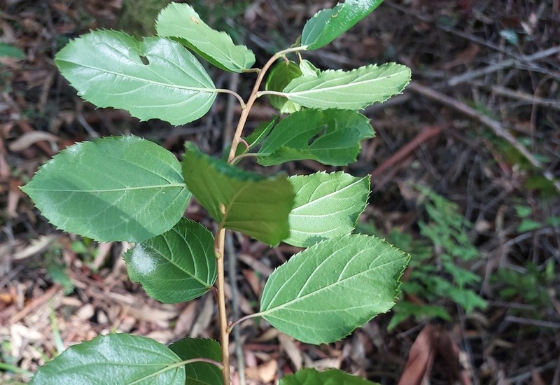 Itea rhamnoides photo 4