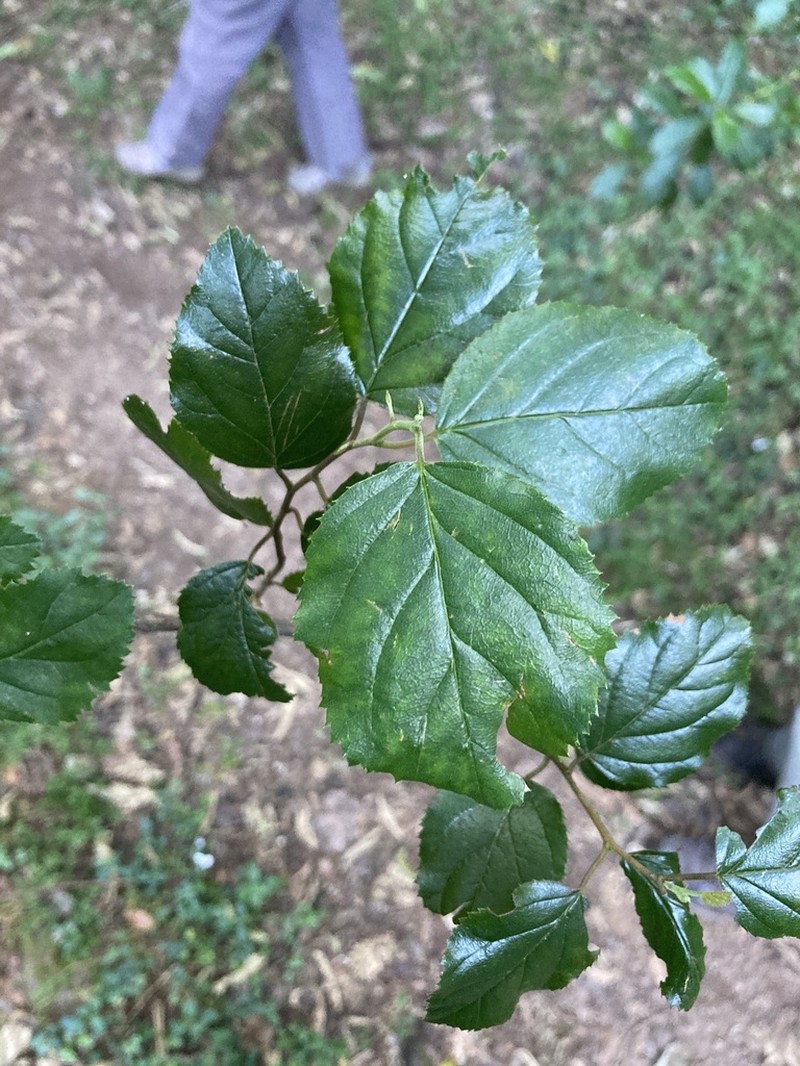 Itea rhamnoides photo 5