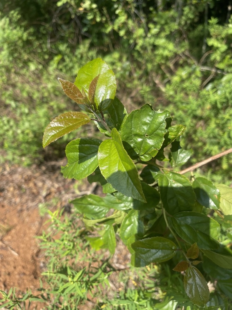 Itea rhamnoides photo 6