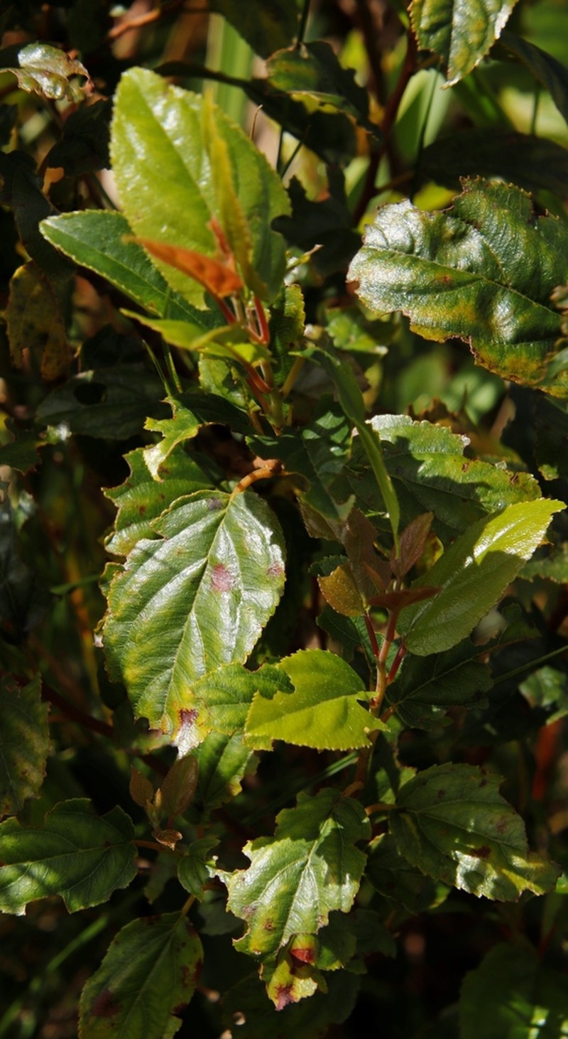 Itea rhamnoides photo 7