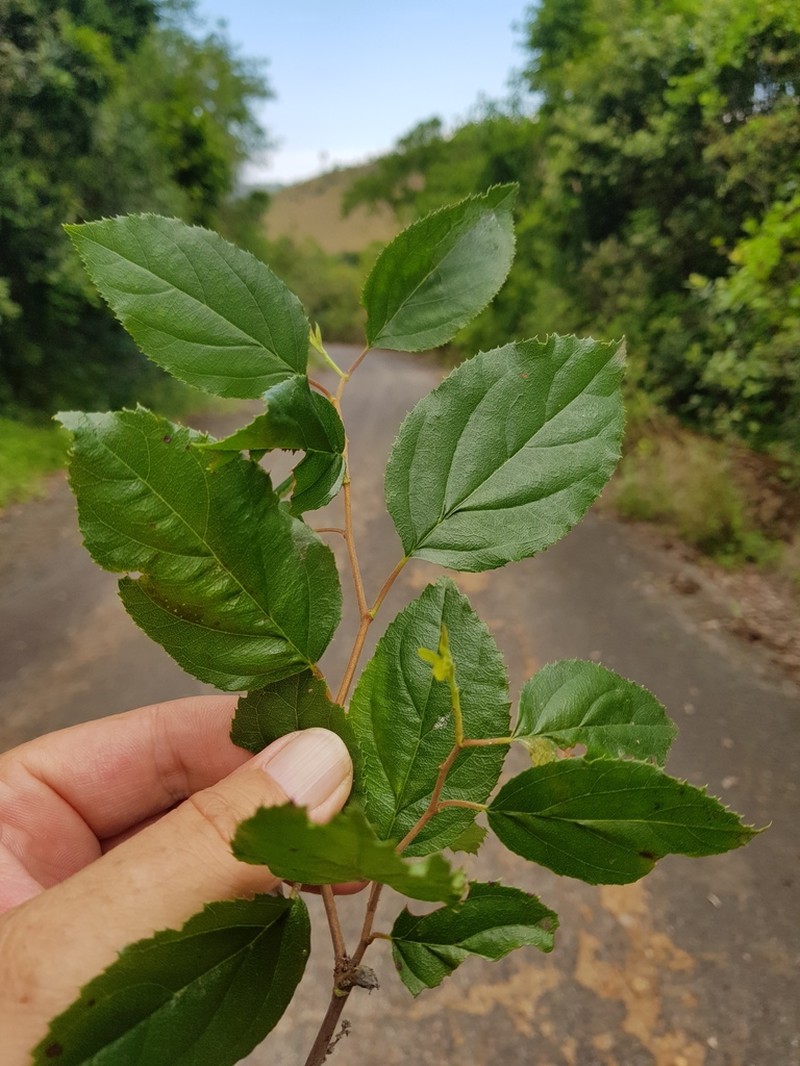 Itea rhamnoides photo 8
