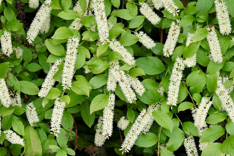 Virginia Sweetspire