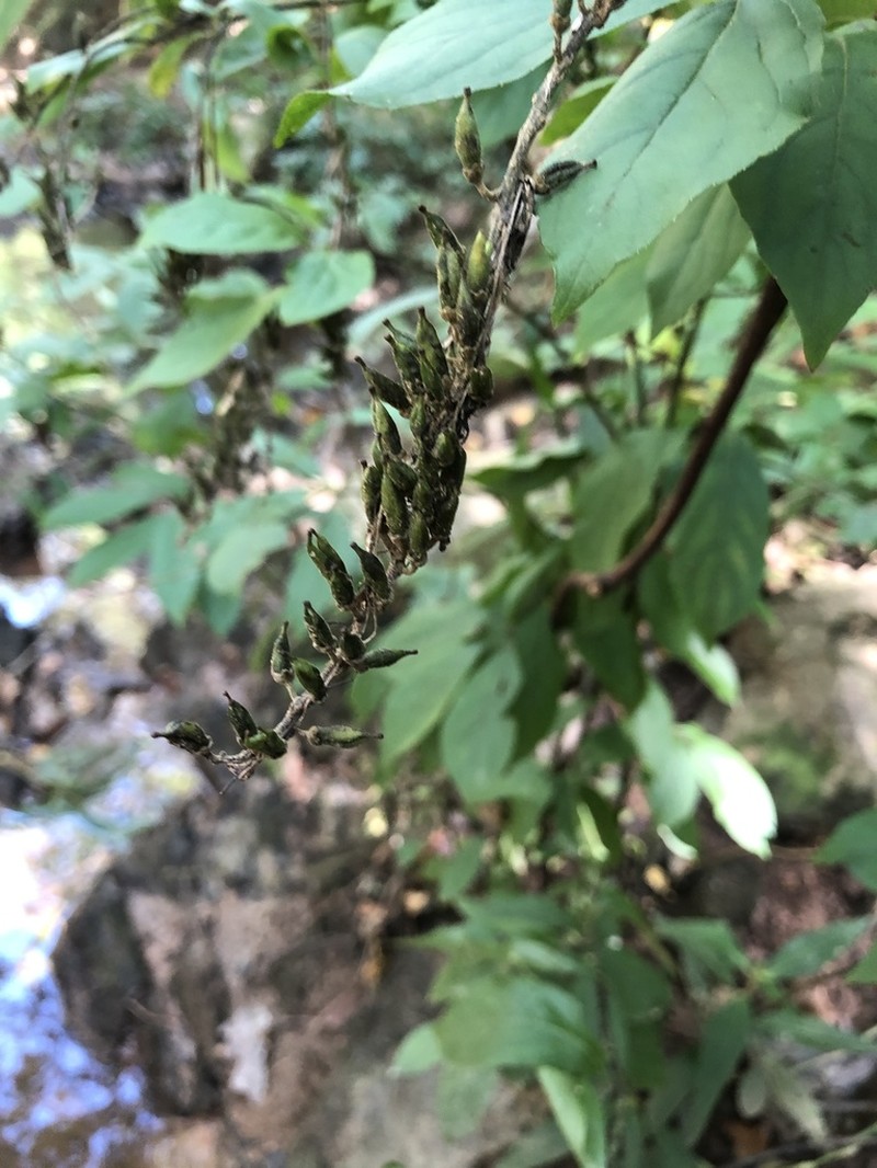Virginia Sweetspire photo 2